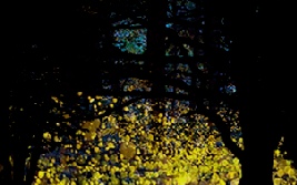 Invisible Forest